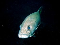 Big Jack with cleaner fish along for the ride! Cayman Isl... by Peter Foulds 